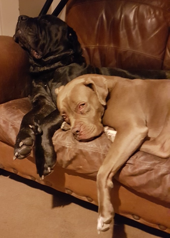 Doggies 2