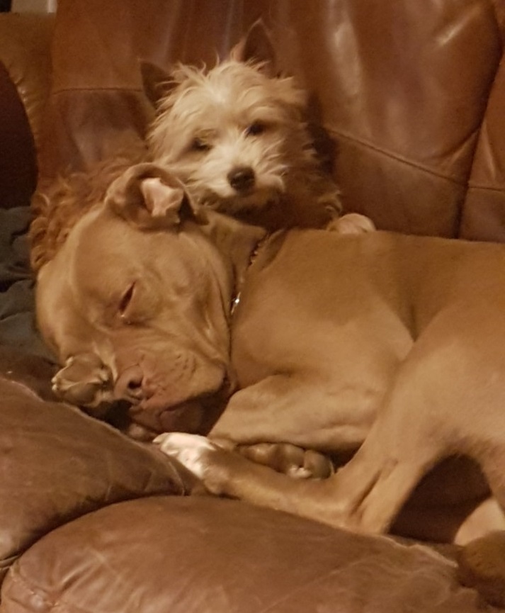 Doggies