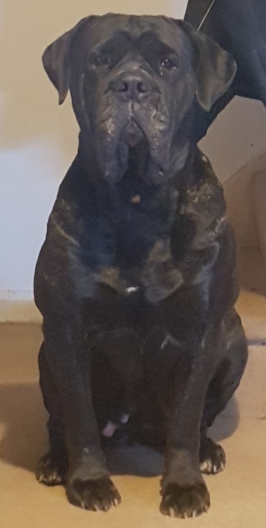 Doggy 1
